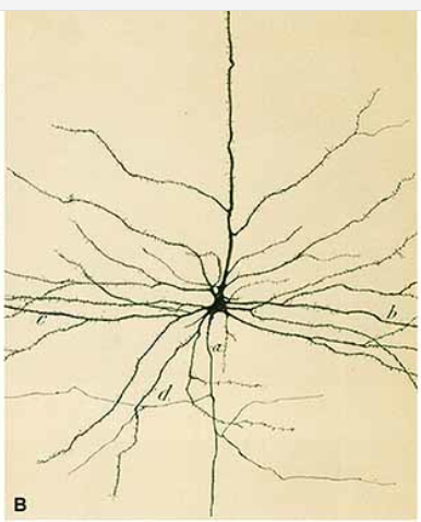 Cajal neuron drawing
